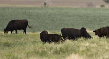 Days Of Intense Heat Have Killed Thousands Of Cattle In Kansas
