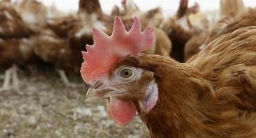 Pennsylvania Lost 4.2 Million Chickens As Bird Flu Outbreak Wanes But Threat Of Virus Lingers