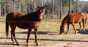 Body Condition Scoring as an Equine Management Tool