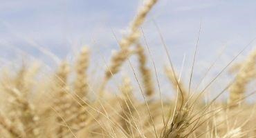Wheat Acreage begins Rebound as Prices Soar