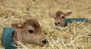Make Your Herd's Future a Top Priority: Practical Colostrum Management for The Small Dairy