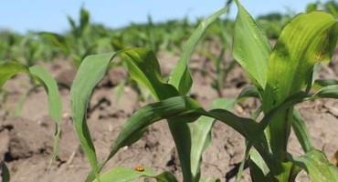 Crop Progress: Corn, Soybean Emerged, Sorghum Planting at 90%
