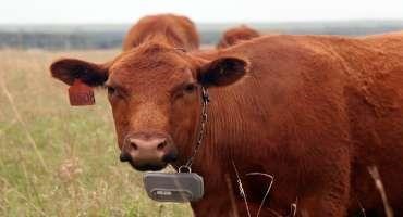 How Satellite-guided Cows Might Save the Kansas Prairie and Make Ranchers More Money