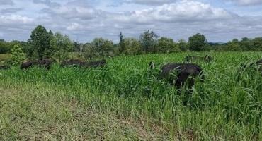 Bringing Grazing Animals Back to Our Croplands by Grazing Cover Crops
