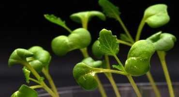 Artificial Photosynthesis can Produce Food without Sunshine