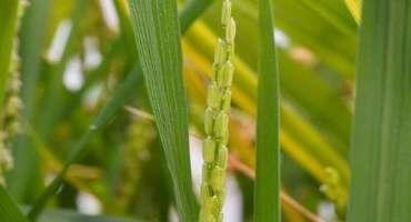 Unveiling the Mechanism by which Light Regulates Rice Flowering Time