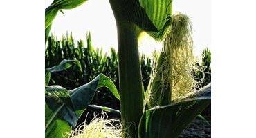 U.S. corn enters silking stage