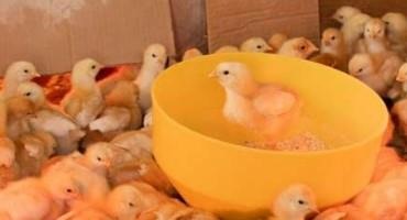 Using AI To Identify Chick Distress Calls In Large Poultry Farms