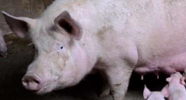 Coconut Water Aids Artificial Insemination of Pigs