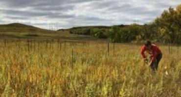 Historical Irrigation Leaves Long-Lasting Legacies On The Prairie