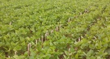 Corn and Soybean Weed Control in July