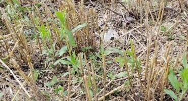 Double-Crop Soybeans: Weed Management Considerations