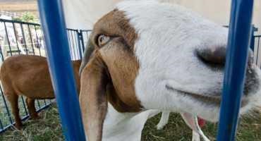 Summer Sheep and Goat Show Sale Requirements