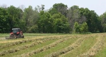 Pasture and Forage Minute: Considerations for Cutting Hay, Controlling Bluegrass