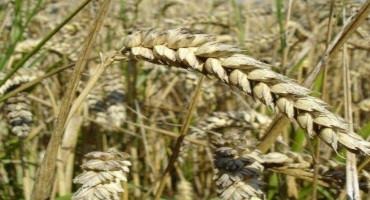 New Research Shows How Disruption In Wheat Trade Can Affect Food Security