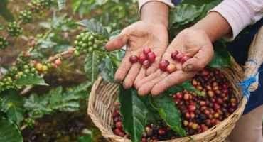 How the Birds and the Bees help Coffee Plants