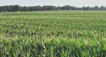 Crop Prices Volatile in Advance of 2022 Harvest