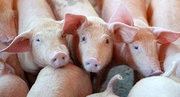 Police said pigs stolen from Stratford farm