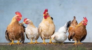 US chicken price-fixing—not guilty
