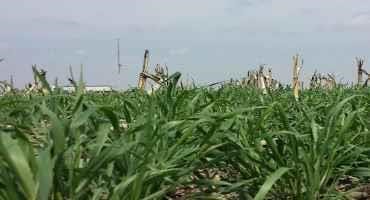 Cover Crop Biomass Calculator Available for Nebraska