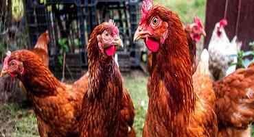 USDA Confirms Highly Pathogenic Avian Influenza in Nevada