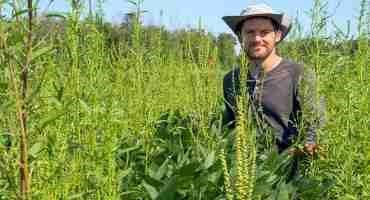 Timing is Everything for Weed Management