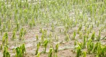 Are Fungicides Needed on Crops Damaged by Wind, Sand Blasting or Hail?