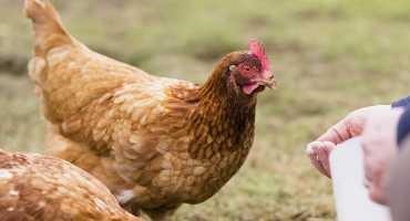 Nutrition for Backyard Chicken Flocks