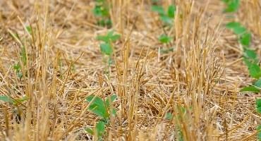 Insurance Coverage for Double Crop Soybeans Expanded in Ohio