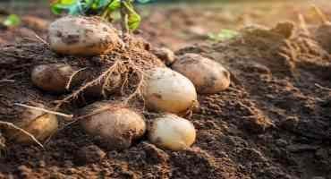 'Super-spuds' to the Rescue as Typical Tubers Feel the Heat