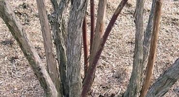 Watch for Scale Insects on Blueberries While You Are Pruning