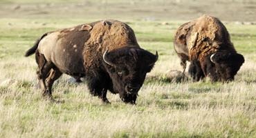 Ottawa invests in Canadian bison industry