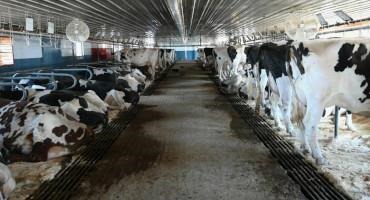 Manure-Eating Worms Could Be the Dairy Industry’s Climate Solution