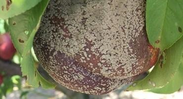 2022 Disease Update for Mid-July