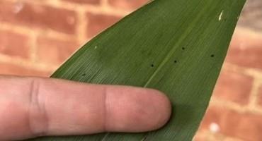 Don't Be Fooled by Tar Spot Look-alikes in Corn