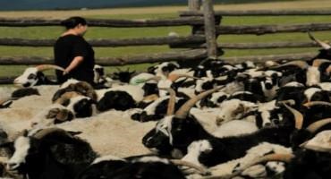 Digital Record-Keeping Eases the Burden of Mongolian Herders
