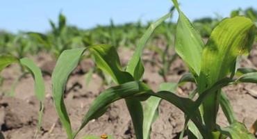 Crop Progress: Crop Condition Holding Steady in Nebraska