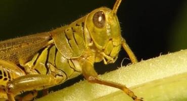 Pasture and Forage Minute: Grasshopper Control, Safe Grazing Guidelines And Blue-green Algae Poisoning