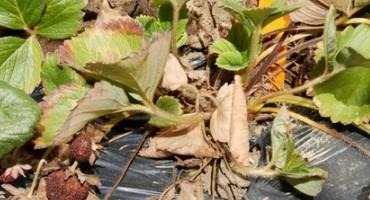 Researchers Identify Genes Making Strawberries Resistant to Fusarium Wilt