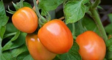 Study Finds That Tomatoes, But Not Farm Workers Or Gardeners, Are Safe From Soil Lead