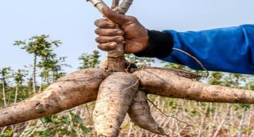 Helping Cassava Farmers By Extending Crop Life