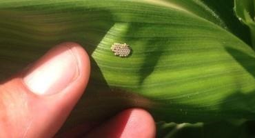 Scout for Western Bean Cutworm