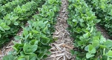 When Was the Last Time You Checked Soybean Roots for Soybean Cyst Nematode?