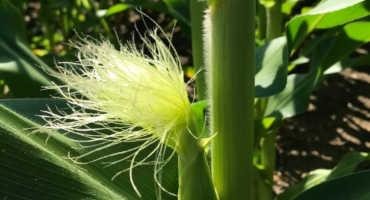 Record Silking/Tasseling Dates For Corn Fields