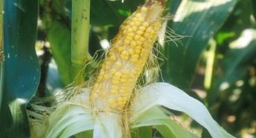 Lack of Rainfall During Corn's R1 Stage Spells Trouble