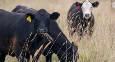 Drought Rmps Up the Risks of Cyanide Poisoning in Grass Cattle Graze on