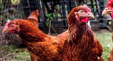 USDA Confirms Highly Pathogenic Avian Influenza in Florida