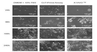 Scientists Successfully Transition Cell Line To Be Completely Animal-Free