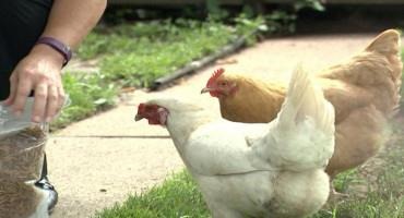 Indiana Poultry Industry Back in Business