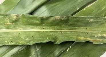 First 2022 Corn Tar Spot in Pennsylvania Found